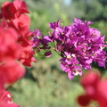 20120420-071913-D90.jpg