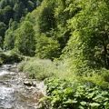 20090730-152755-LS60.jpg